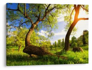 Tablou lunca ne primăvară (70x50 cm)