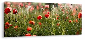 Tablou cu maci (120x50 cm)