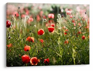 Tablou cu maci (70x50 cm)
