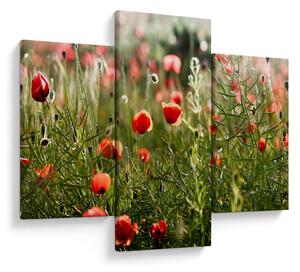 Tablou cu maci (90x60 cm)