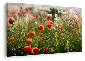 Tablou cu maci (90x60 cm)