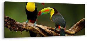 Tablou tucani sezând , Costa Rica (120x50 cm)