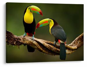 Tablou tucani sezând , Costa Rica (70x50 cm)