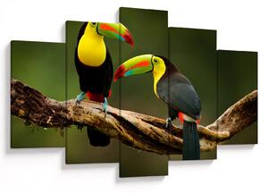 Tablou tucani sezând , Costa Rica (150x105 cm)