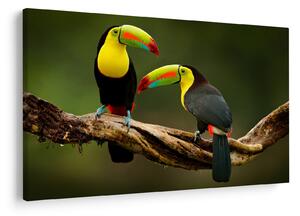 Tablou tucani sezând , Costa Rica (90x60 cm)