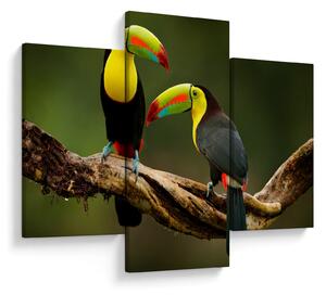 Tablou tucani sezând , Costa Rica (90x60 cm)