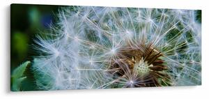 Tabloul cu păpădie desflorit (120x50 cm)