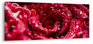 Tablou cu floarea trandafirului roșu (120x50 cm)
