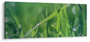 Tablou cu picături de rouă (120x50 cm)