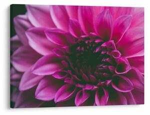 Tablou cu floarea roz (70x50 cm)