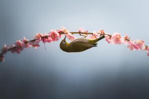 Fotografie Spring is coming, Vu van quan, (40 x 26.7 cm)