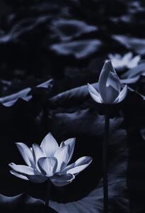 Fotografie Midsummer lotus, Sunao Isotani, (26.7 x 40 cm)