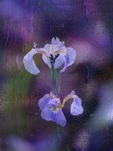 Fotografie de artă Iris in rain, YoungIl Kim, (30 x 40 cm)