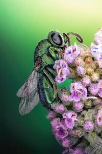 Fotografie de artă Cuckoo wasp, Sherif Abdallah, (26.7 x 40 cm)