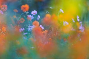 Fotografie de artă The Colorful Garden, Junko Torikai, (40 x 26.7 cm)