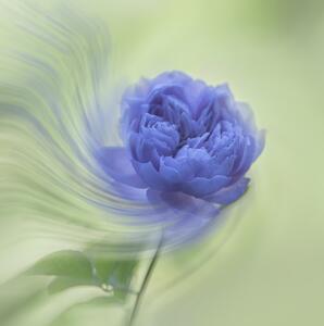 Fotografie de artă Blue rose, Judy Tseng, (40 x 40 cm)