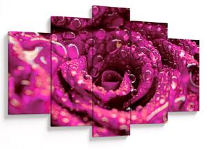 Tabloul cu floarea trandafirului roz (150x105 cm)