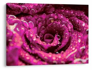 Tabloul cu floarea trandafirului roz (70x50 cm)