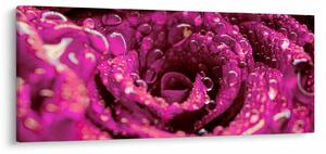 Tabloul cu floarea trandafirului roz (120x50 cm)