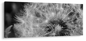 Tablou - mulțime de păpădii (120x50 cm)