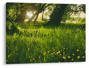 Tablou cu natura - lunca (70x50 cm)