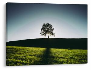 Tablou cu natura - copac (70x50 cm)