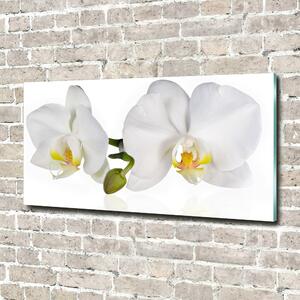 Tablou Printat Pe Sticlă Orhidee