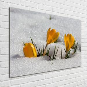 Imagine de sticlă Crocus în zăpadă