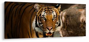 Tablou cu tigrul (120x50 cm)