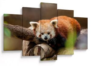 Tablou cu panda roșie (150x105 cm)