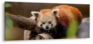 Tablou cu panda roșie (120x50 cm)