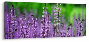 Tablou cu flori de luncă violete (120x50 cm)