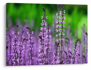 Tablou cu flori de luncă violete (70x50 cm)