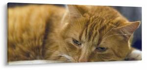 Tablou cu pisica (120x50 cm)