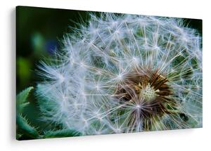 Tabloul cu păpădie desflorit (90x60 cm)