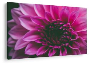 Tablou cu floarea roz (90x60 cm)