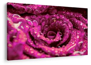 Tabloul cu floarea trandafirului roz (90x60 cm)