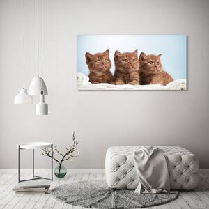 Tablou pe pânză canvas Pisici pe un prosop