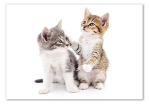 Tablou Printat Pe Sticlă Două pisici de talie mică