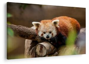 Tablou cu panda roșie (90x60 cm)