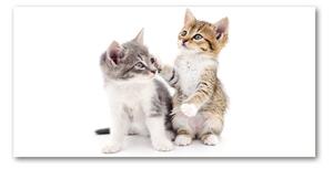 Tablou Printat Pe Sticlă Două pisici de talie mică