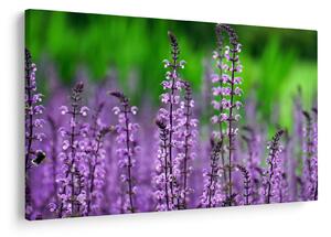 Tablou cu flori de luncă violete (90x60 cm)