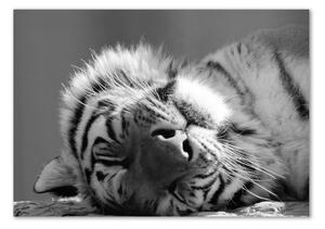 Tablou sticlă dormit tigru