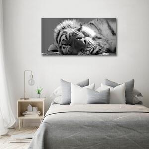 Tablou pe pânză canvas dormit tigru