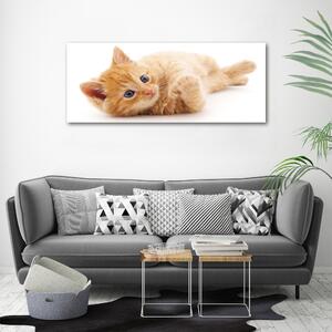 Tablou pe pânză canvas Red Cat