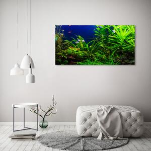 Fotografie imprimată pe sticlă Pește într-un acvariu