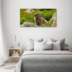 Tablou pe pânză canvas marmota