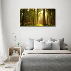 Fotografie imprimată pe sticlă Pădurea în soare