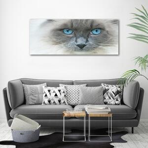 Imprimare tablou canvas Cat ochi albaștri