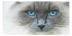 Tablou sticlă Cat ochi albaștri